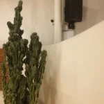 رستوران تورو تورو ولیعصر